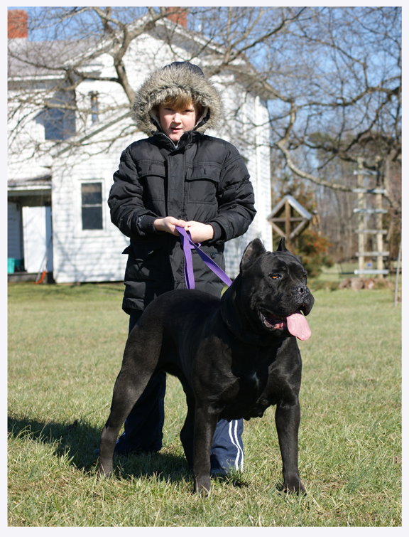 cane corso